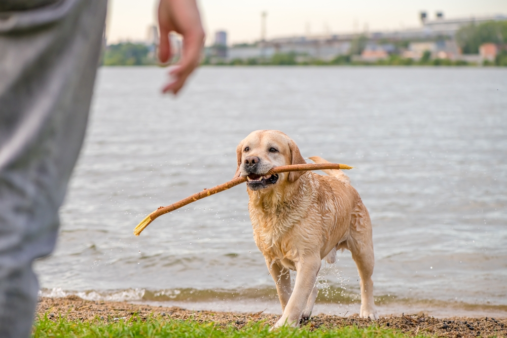 Adorable Labrador carrying a stick outdoors, healthy pet showcasing active dog care