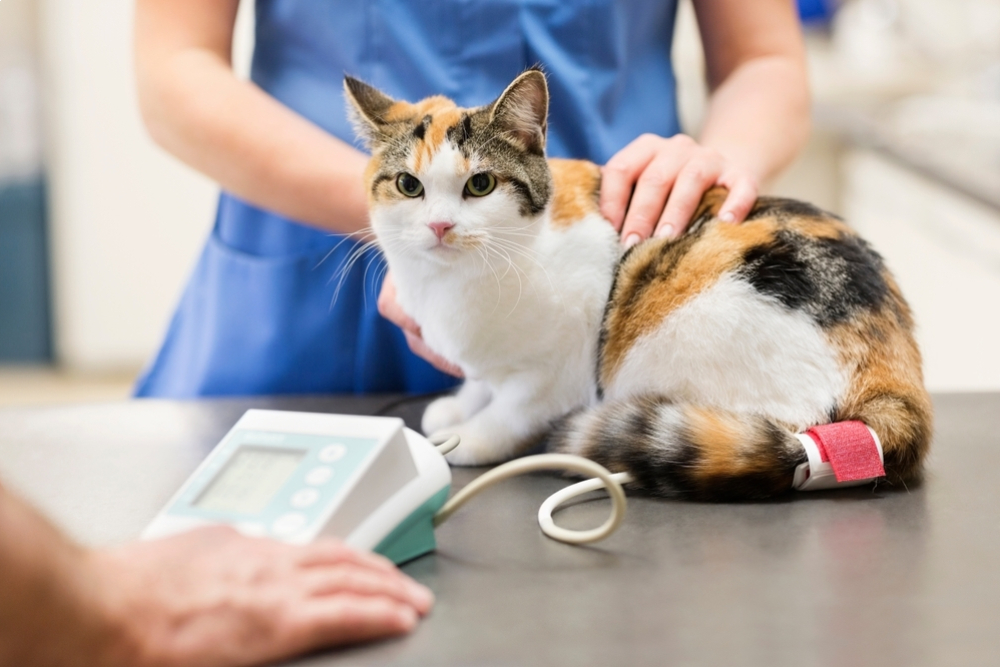 Veterinarian performing routine health checkup on a domestic cat in veterinary clinic