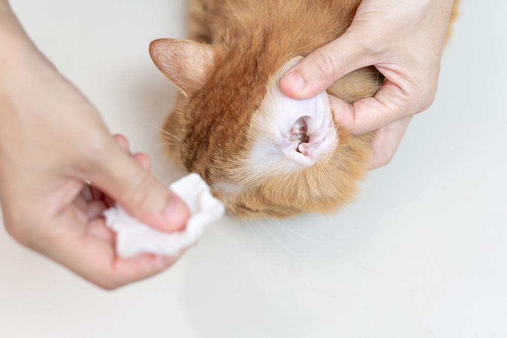 A person gently cleaning an orange cat's ear with a white cotton pad.