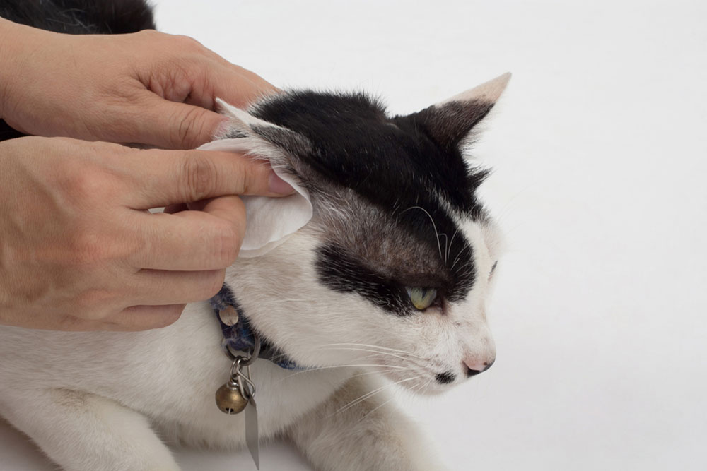 A person gently cleans the ear of a black and white cat with a cotton pad. The cat wears a collar with a bell and tag, against a plain white background.