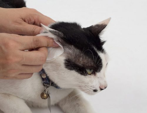 Is the Ear Cleaner You Bought Online Actually Safe for Your Pet?