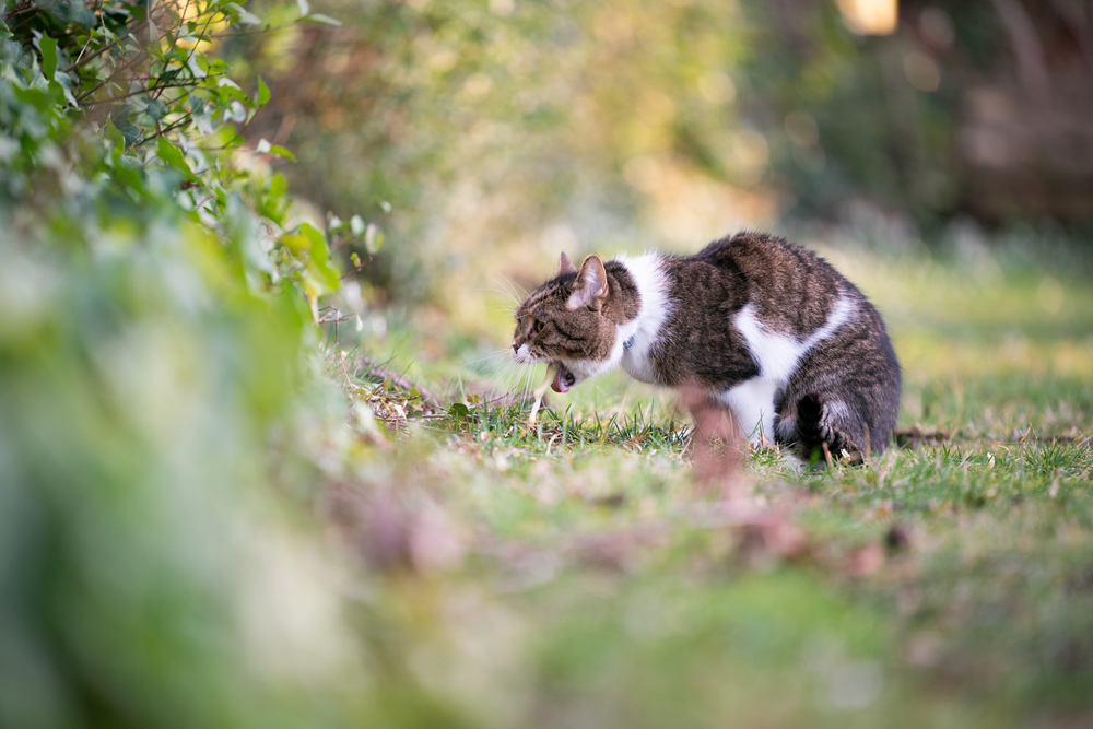 Side view of a tabby and white British Shorthair cat showing vomiting behavior