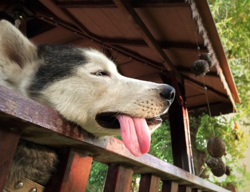 Is a Wobbly Walk After Summer Heat a Sign of Heat Stroke in Pets?