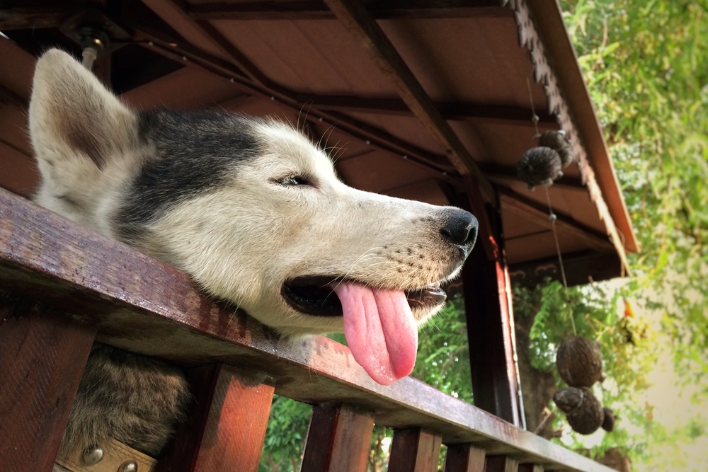 Dog showing signs of dehydration during a veterinary examination to evaluate hydration levels and overall health.