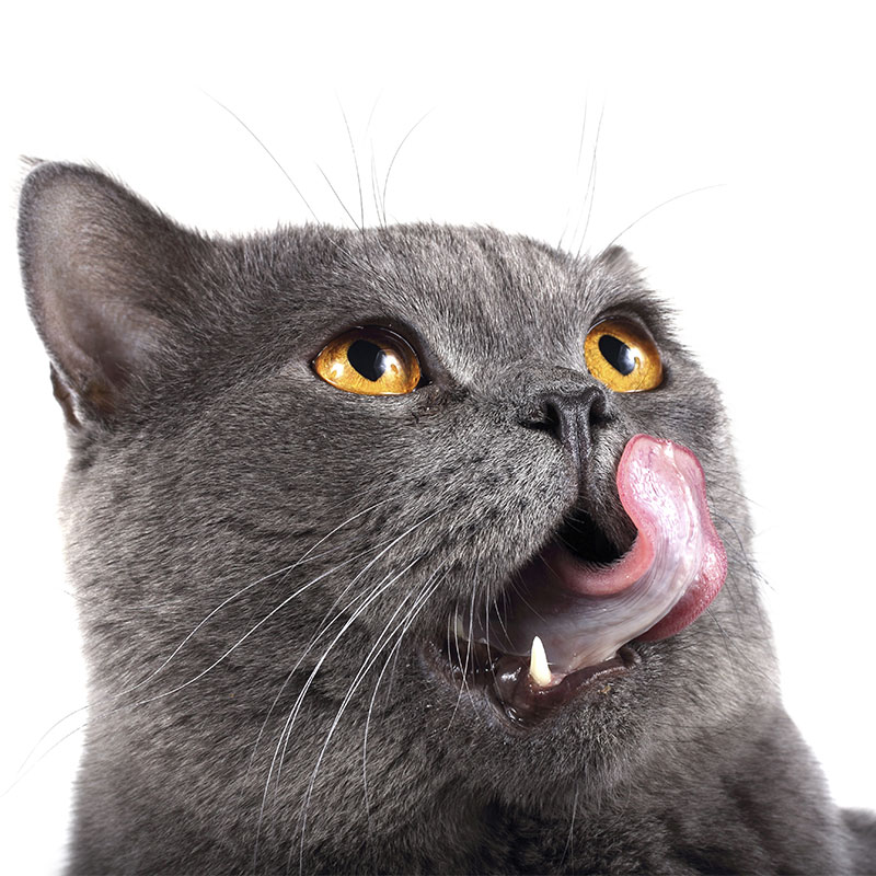 Veterinarian reviewing dental care treatment plan with a pet owner in Cupertino, CA
