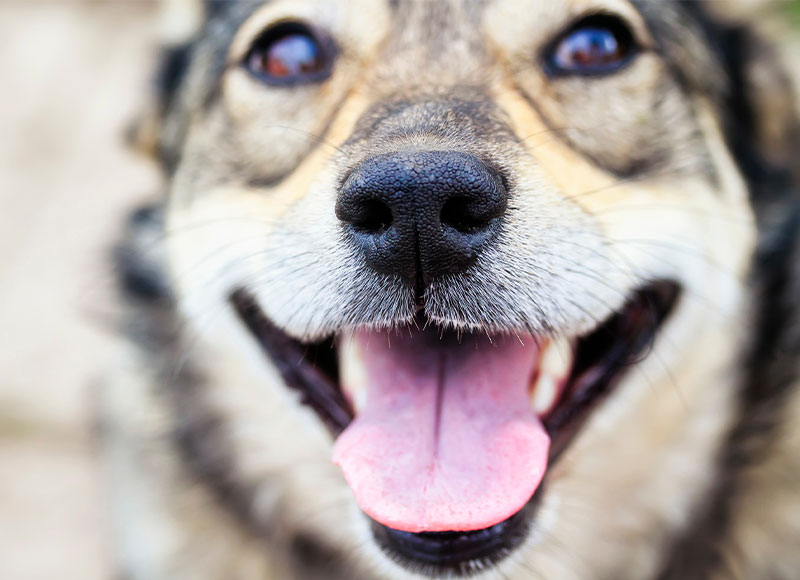 Pet dental care consultation with a veterinarian at Cupertino Animal Hospital
