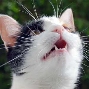 Veterinary team member performing a dental care exam on a pet in Cupertino, CA
