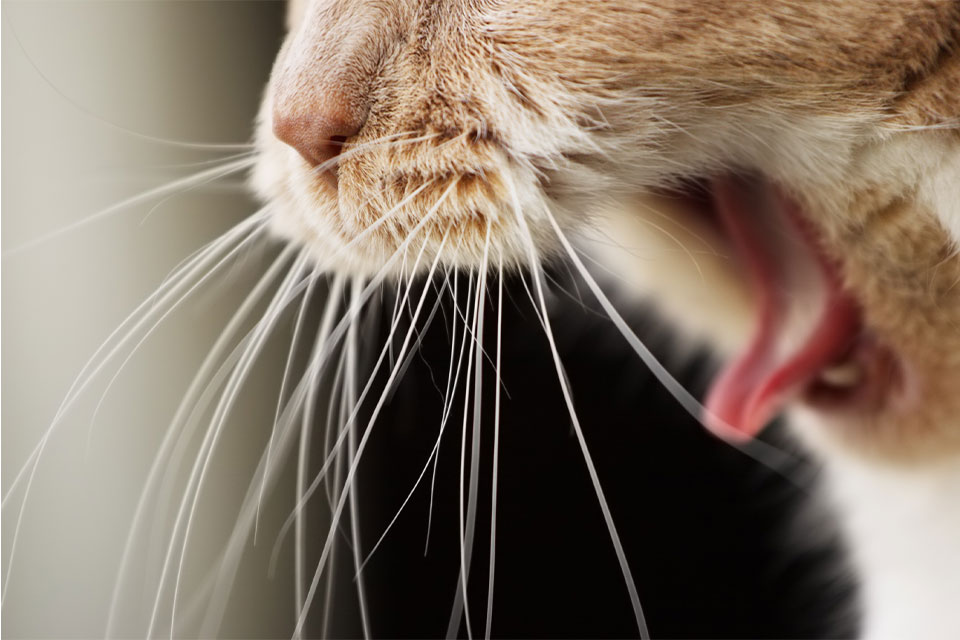Veterinarian performing a professional dental care procedure on a pet in Cupertino, CA
