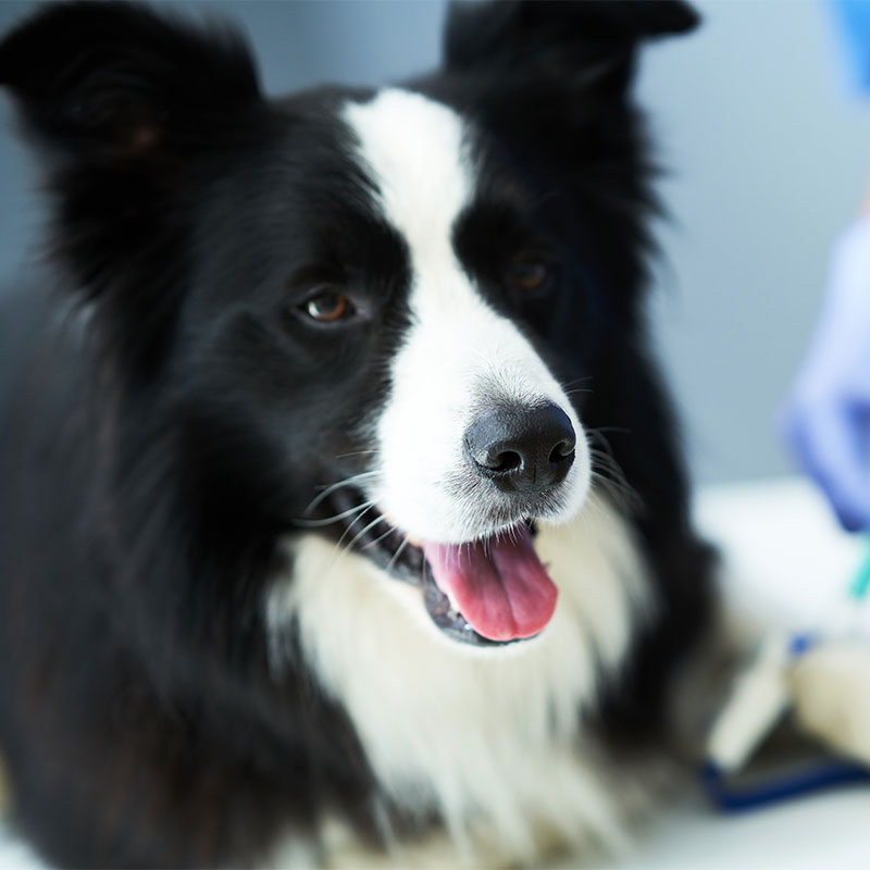 Large-format veterinary diagnostic equipment for comprehensive pet health screening
