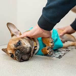 Small veterinary diagnostic device used for accurate pet health assessments
