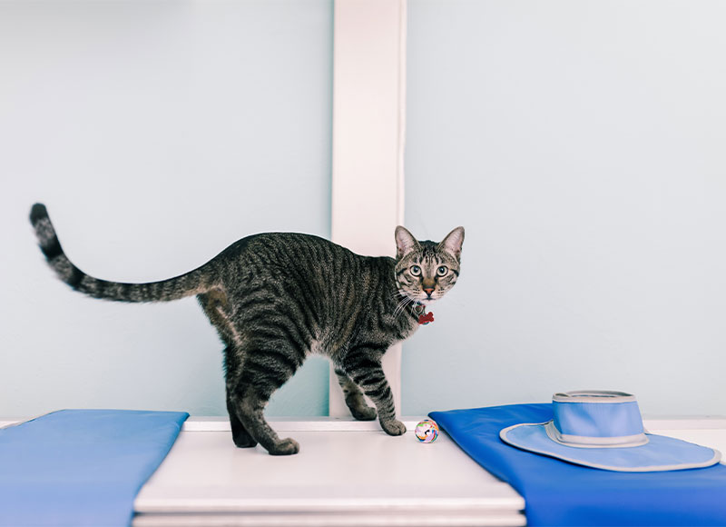 Advanced veterinary diagnostics lab at Cupertino Animal Hospital in Cupertino, CA
