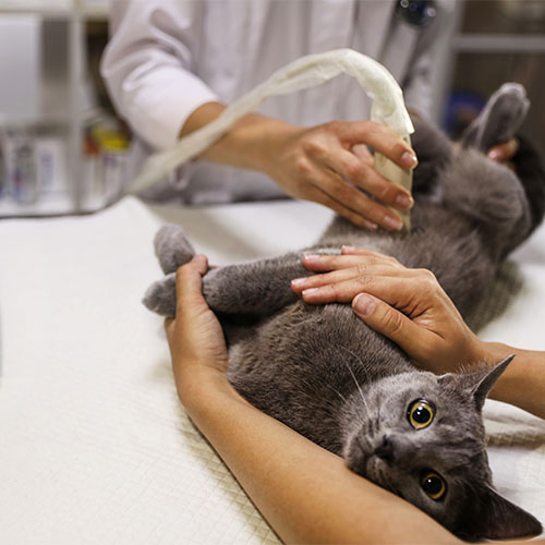 Large-scale veterinary diagnostics lab area at Cupertino Animal Hospital for comprehensive pet care
