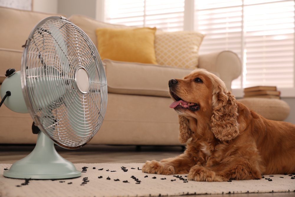 Dog cooling off outdoors to help regulate body temperature and reduce the risk of overheating in warm weather.