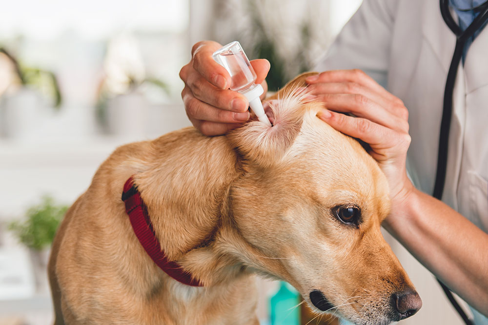 Veterinarian performing an ear treatment on a dog at Cupertino Animal Hospital