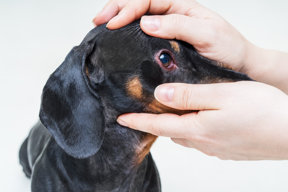Veterinarian performing an eye exam on a dog at Cupertino Animal Hospital