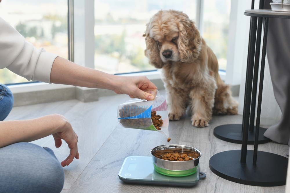 Measured dog food portion in a pet bowl, demonstrating proper portion control and balanced nutrition to help maintain a healthy weight and support overall canine health.