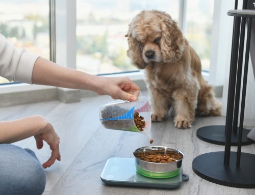 Is Your Dog or Cat Actually Eating the Right Amount?