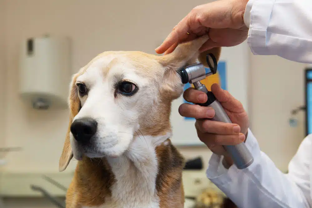 Veterinarian performing an ear examination on a dog during a wellness visit