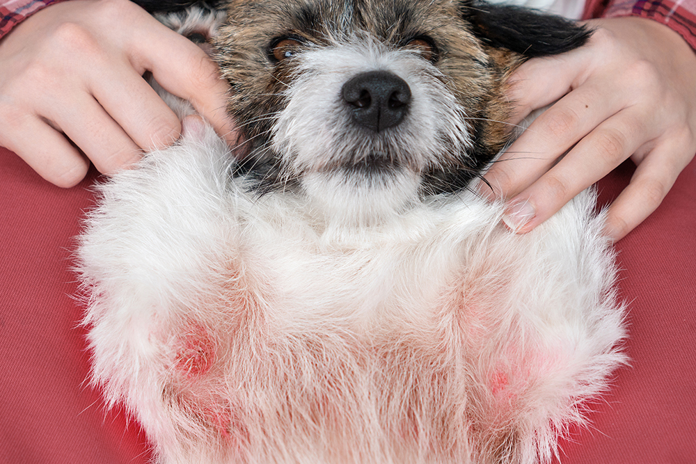 Dog with skin irritation and allergic wounds, highlighting symptoms of pet allergies that may require veterinary diagnosis and treatment.