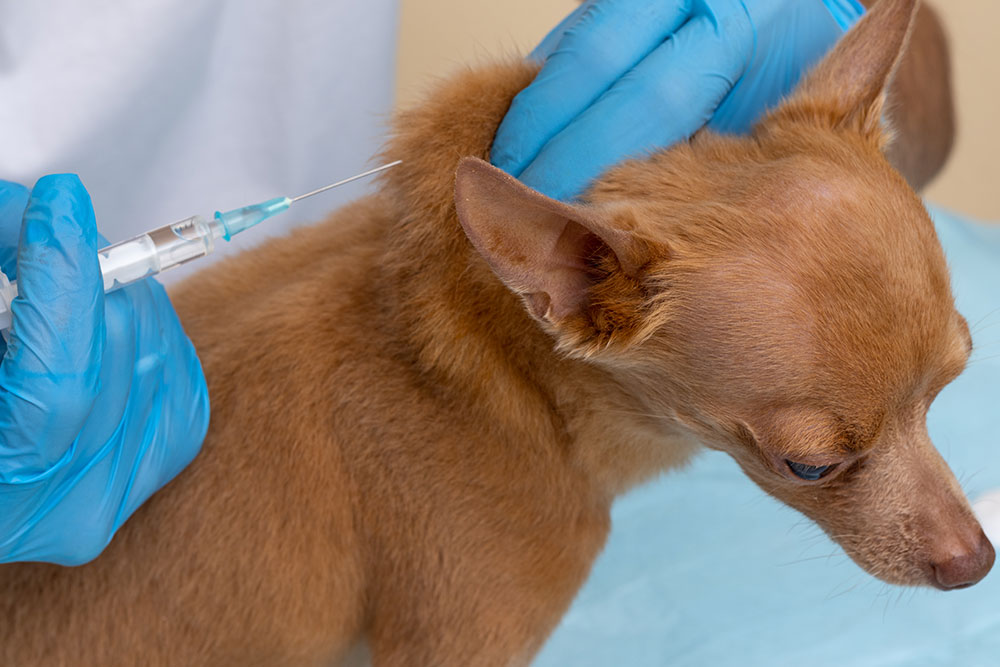Veterinarian giving a vaccination shot to a dog during a wellness visit