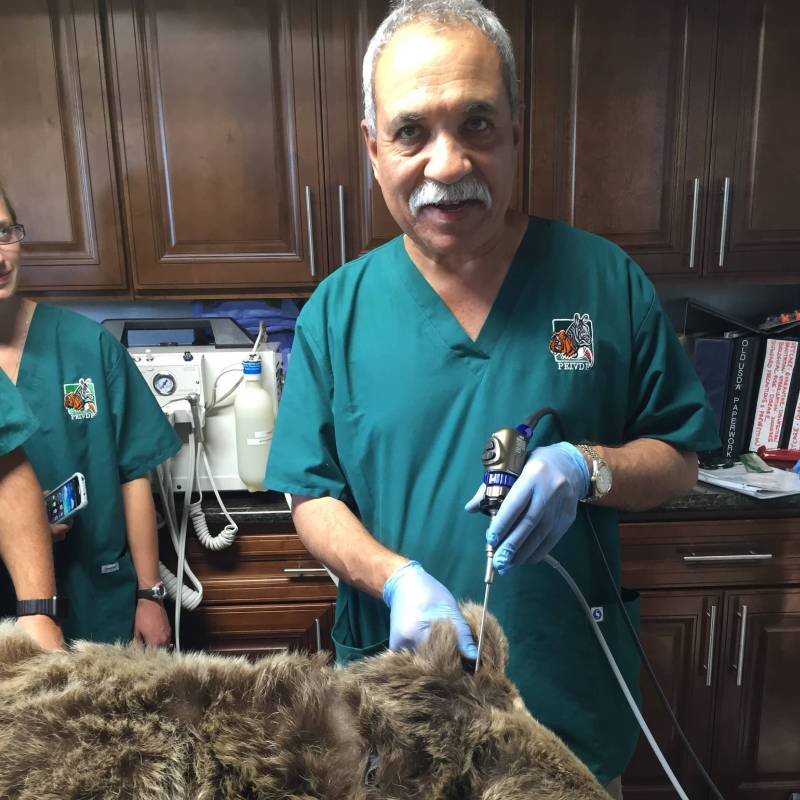 Dr. Munir Kureshi, veterinarian at Cupertino Animal Hospital in Cupertino, CA
