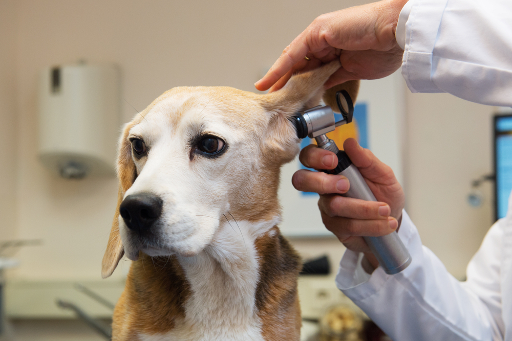 Veterinarian examining a pet’s ear with specialized equipment during a routine veterinary ear health checkup.