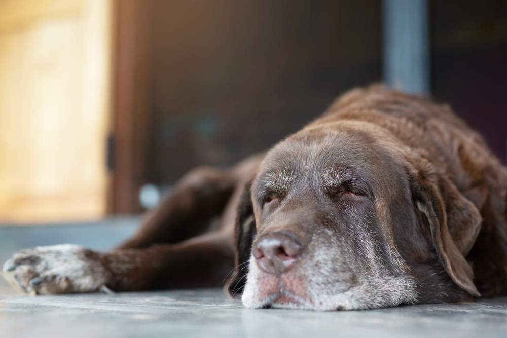 Illustration representing hidden hormonal imbalance in pets