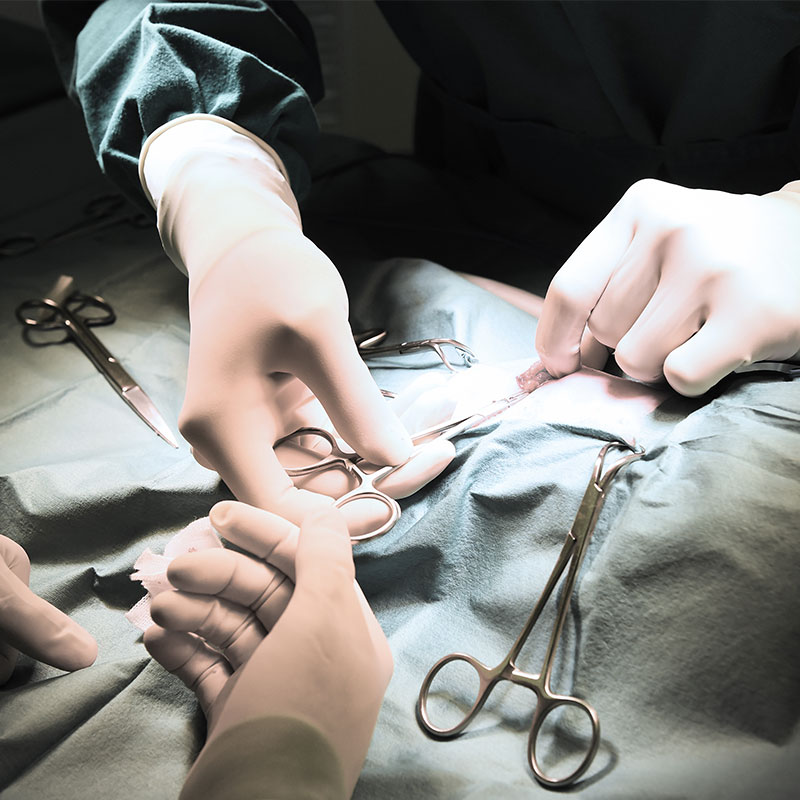 Minimally invasive laparoscopic spay surgery setup for pets at Cupertino Animal Hospital
