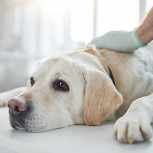 Veterinary surgeon performing laparoscopic spay procedure on a dog at Cupertino Animal Hospital
