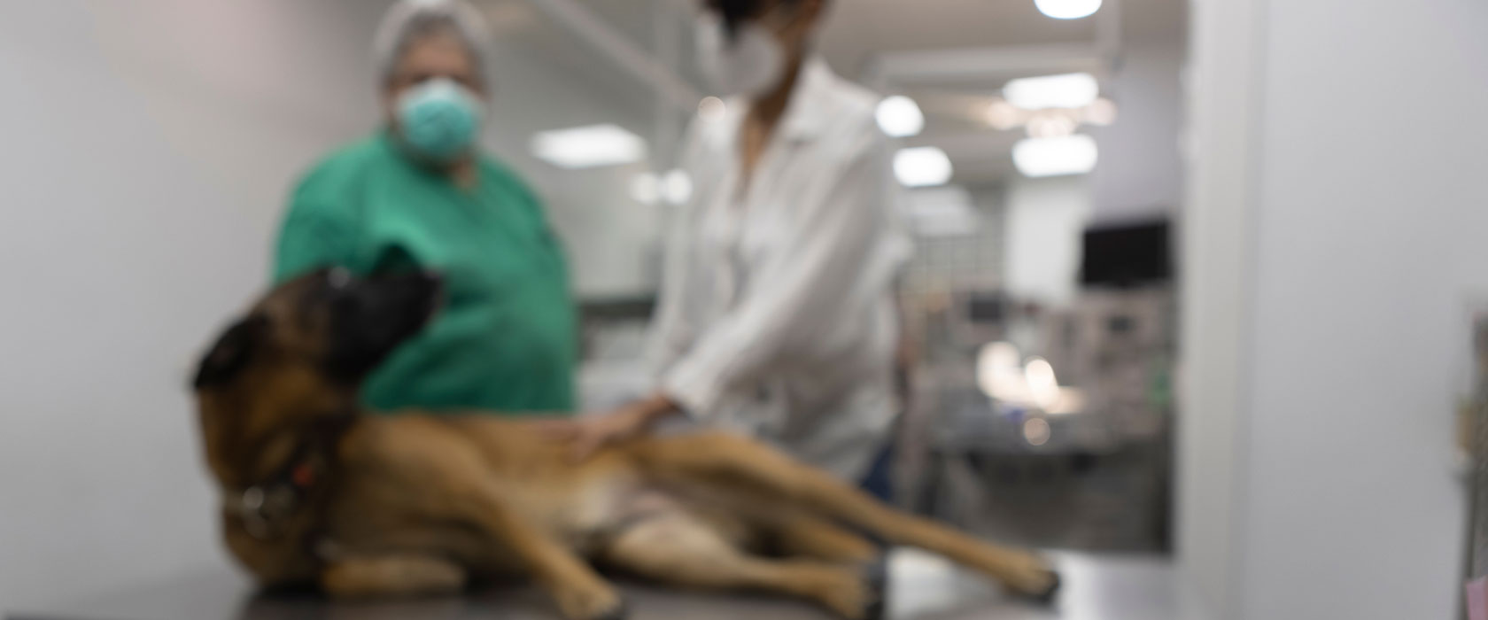 Veterinarian using advanced laser surgery equipment on a pet at Cupertino Animal Hospital
