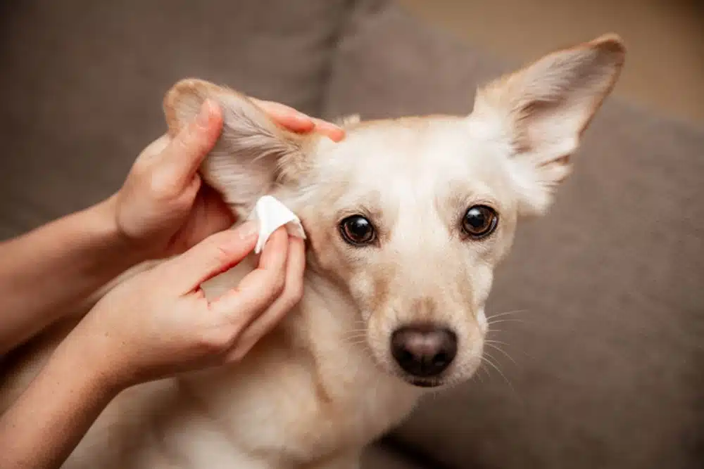 Light brown dog receiving ear care treatment at a veterinary clinic