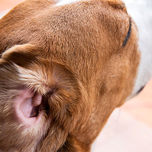 Cupertino Animal Hospital team member making a difference in the lives of pets and owners
