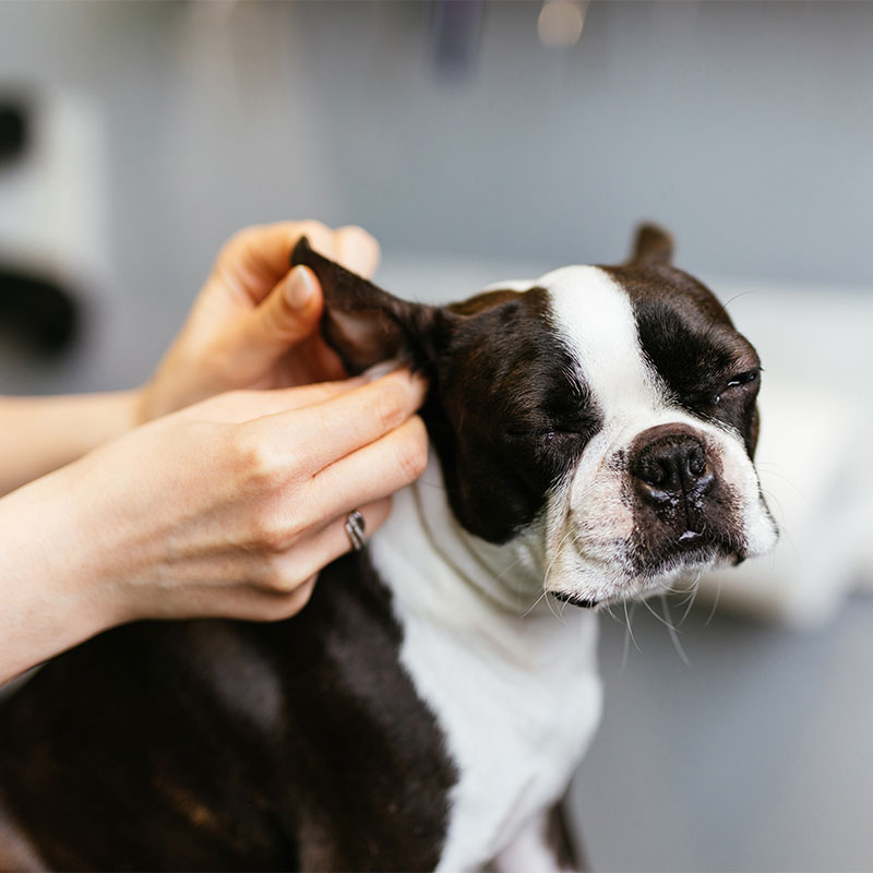 Veterinary staff member at Cupertino Animal Hospital providing quality pet care in the community
