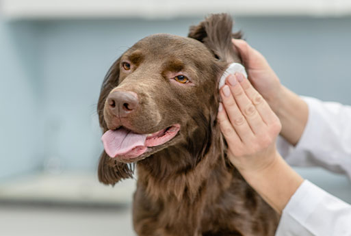 Veterinary team member engaging with a pet as part of Cupertino Animal Hospital's community impact
