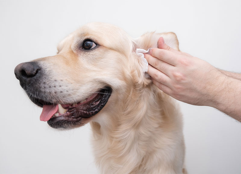 Cupertino Animal Hospital staff making a difference through community pet care and outreach

