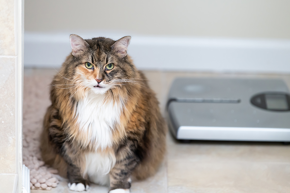 Overweight cat sitting near a scale, highlighting the importance of weight management, portion control, and regular veterinary monitoring to prevent obesity-related health issues in cats.