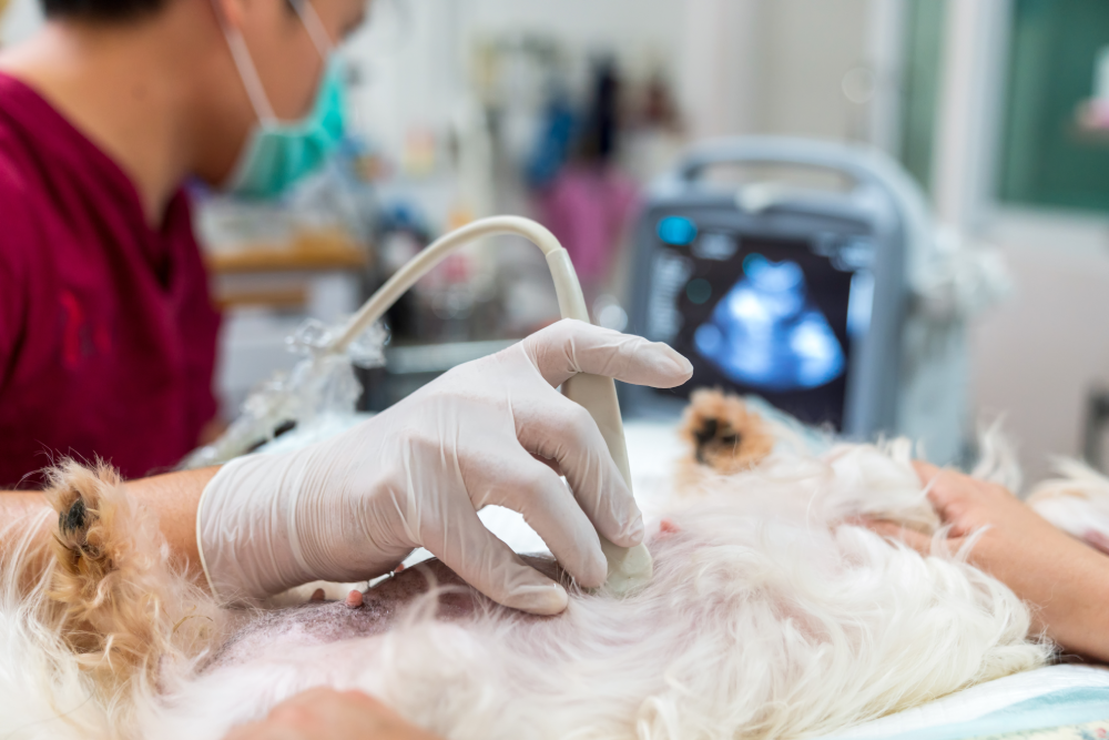 Veterinarian performing an ultrasound exam on a pet at Cupertino Animal Hospital