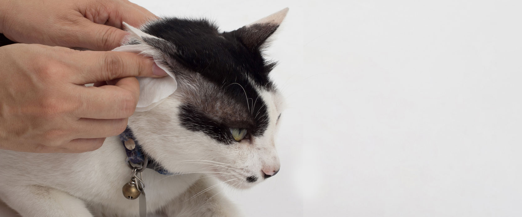 Veterinarian performing pioneering ear care procedure on a pet at Cupertino Animal Hospital
