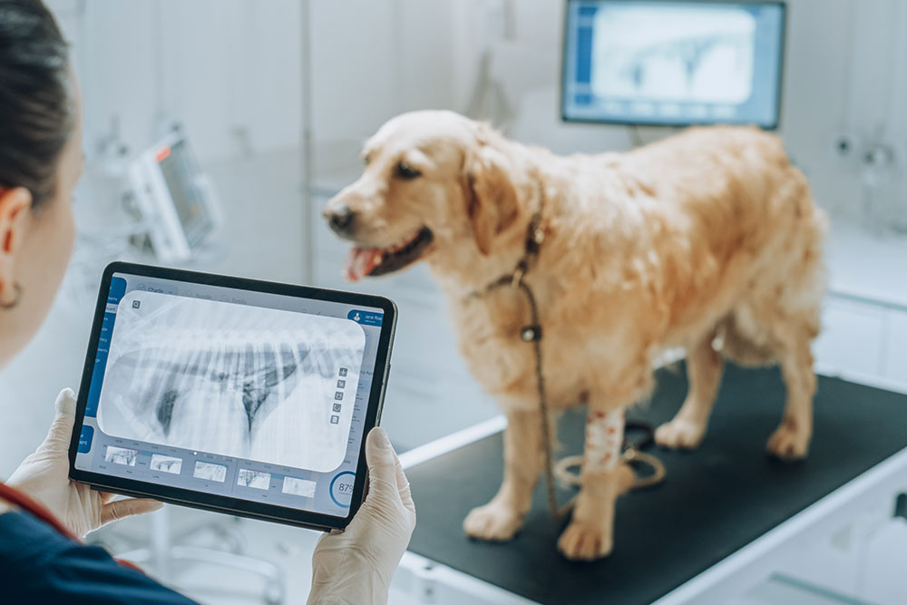 Veterinarian reviewing X-ray of a pet dog in veterinary clinic for diagnostic examination