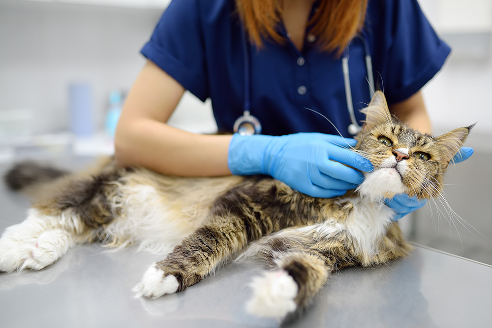 Veterinarian in blue scrubs gently examining a cat during a checkup