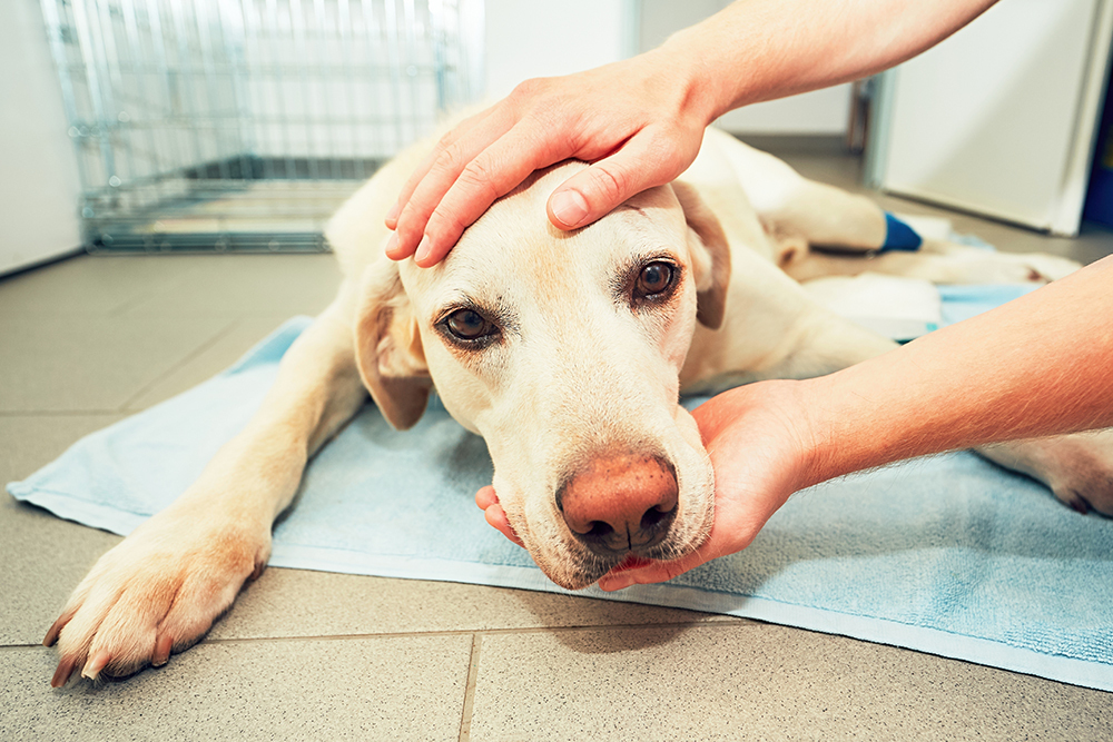 Veterinarian comforting and reassuring a dog during an exam at an animal hospital