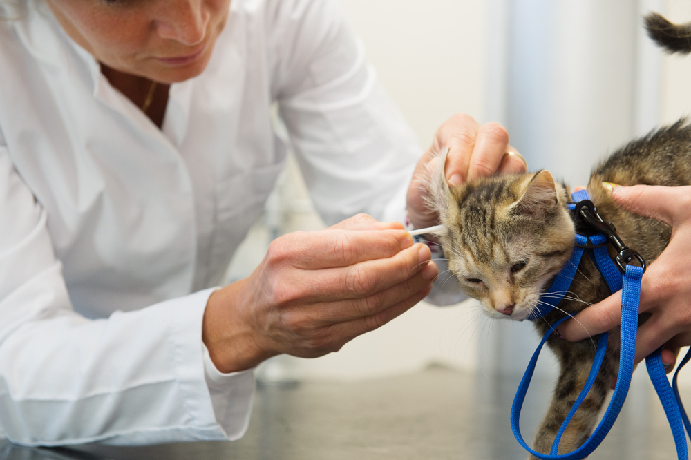 A veterinarian in a white lab coat uses a cotton swab to examine a tabby kitten's ear during a clinical checkup.
