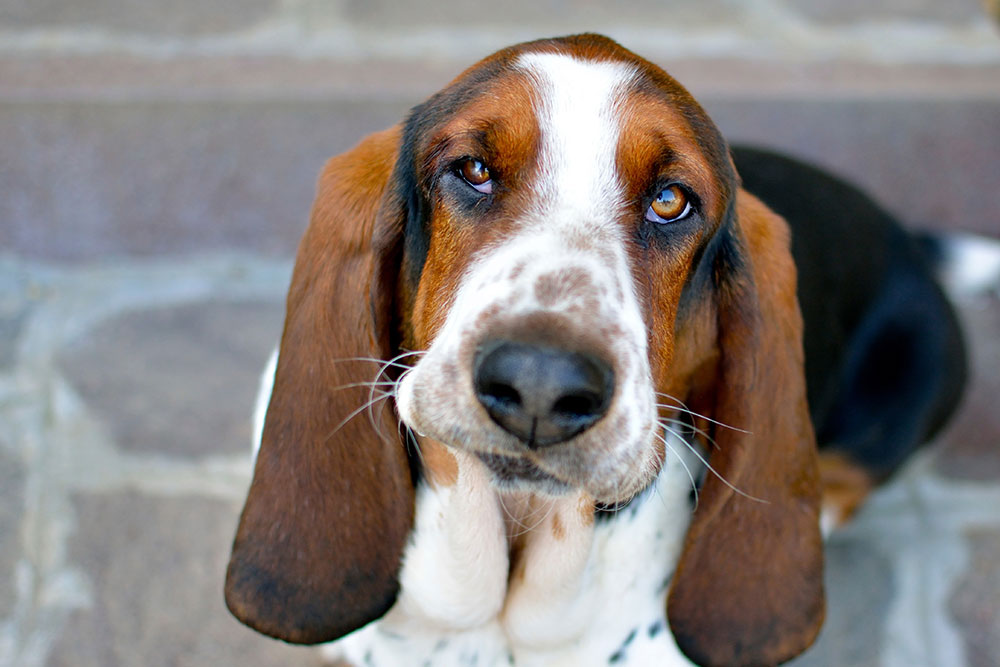 Close-up of a basset hound receiving veterinary care at Cupertino Animal Hospital