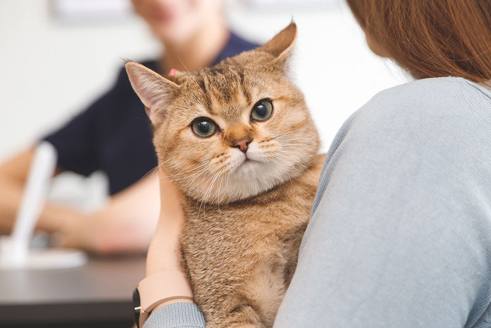Calm cat receiving gentle veterinary care at Cupertino Animal Hospital