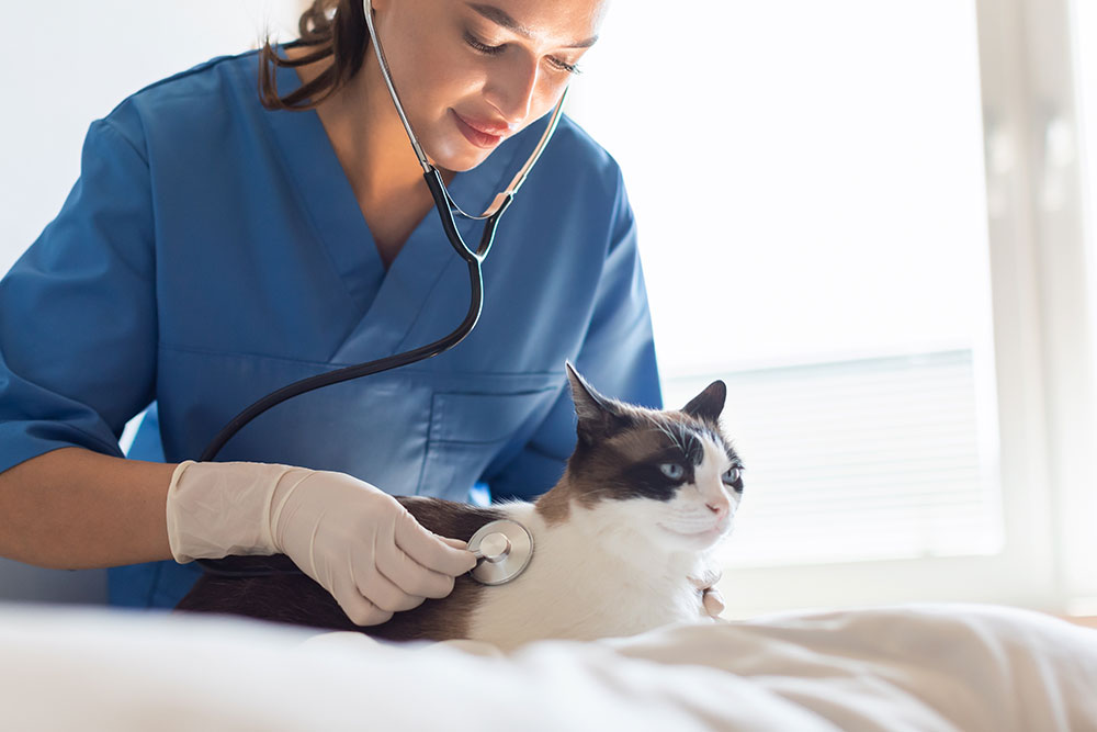 Veterinarian conducting a thorough medical examination of a cat