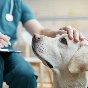 Veterinarian reviewing diagnostic results for a patient at Cupertino Animal Hospital
