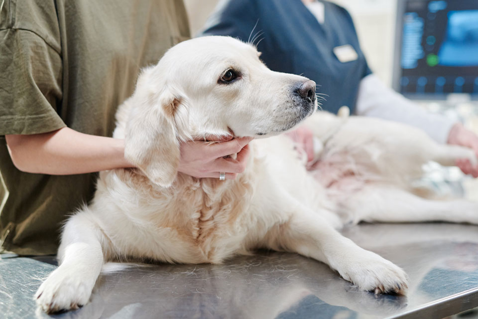 Veterinary diagnostic equipment used for pet health testing at Cupertino Animal Hospital
