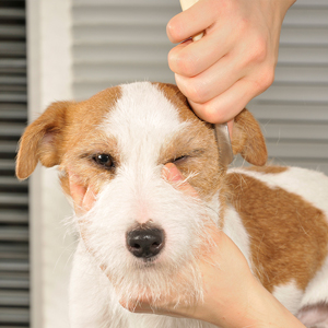 Veterinarian examining a pet's ear during ear care consultation at Cupertino Animal Hospital
