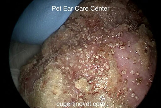 Close-up of veterinary ear care procedure at Cupertino Animal Hospital
