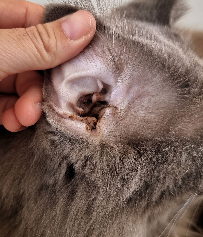 Veterinarian examining a dog's ear during a wellness visit at Cupertino Animal Hospital
